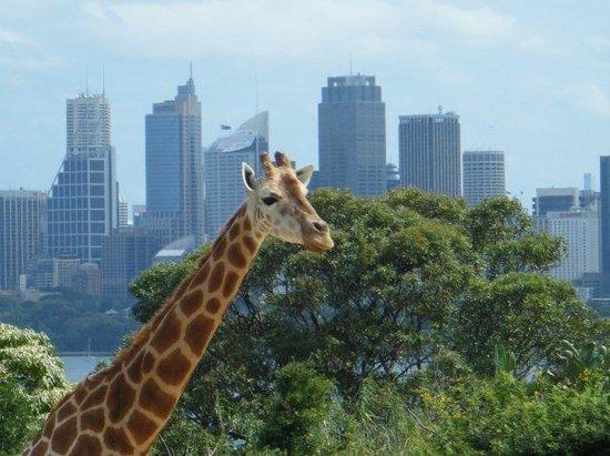 Taronga Zoo